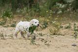 GOLDEN RETRIEVER 346